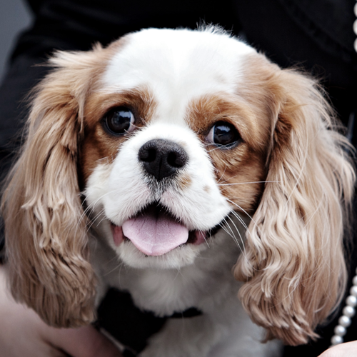 Harlow the Cavalier